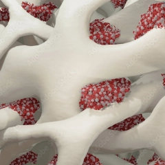 Bone marrow and peripheral blood